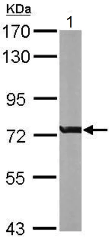 Western blot - Anti-RACGAP1/MGCRACGAP antibody (AB97315)