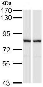 Western blot - Anti-RACGAP1/MGCRACGAP antibody (AB97315), expandable thumbnail