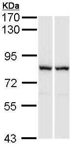 Western blot - Anti-RACGAP1/MGCRACGAP antibody (AB97315)