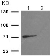 Western blot - Anti-RACGAP1/MGCRACGAP (phospho S387) antibody (AB193220), expandable thumbnail