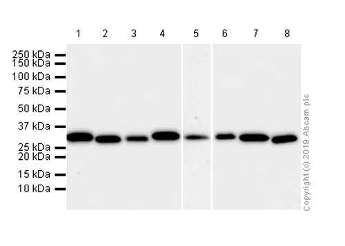 Western blot - Anti-RACK1 antibody [EPR7388] (AB129084)