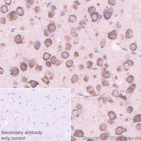 Immunohistochemistry (Formalin/PFA-fixed paraffin-embedded sections) - Anti-RACK1 antibody [EPR7388] - BSA and Azide free (AB248289)