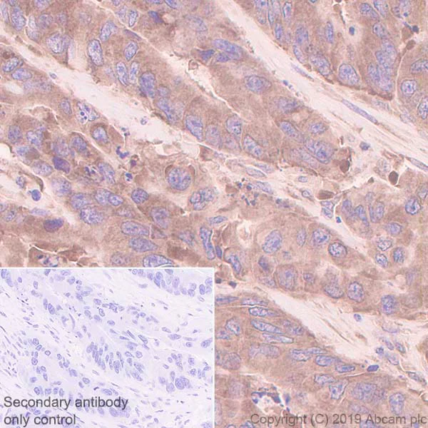 Immunohistochemistry (Formalin/PFA-fixed paraffin-embedded sections) - Anti-RACK1 antibody [EPR7388] - BSA and Azide free (AB248289)