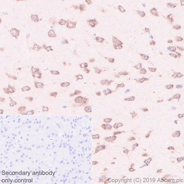Immunohistochemistry (Formalin/PFA-fixed paraffin-embedded sections) - Anti-RACK1 antibody [EPR7388] - BSA and Azide free (AB248289)