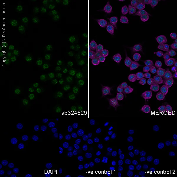 Immunocytochemistry/ Immunofluorescence - Anti-Rad1 antibody [EPR29671-591] (AB324529)