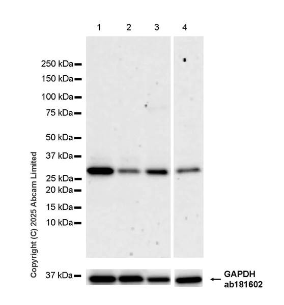 Western blot - Anti-Rad1 antibody [EPR29671-591] (AB324529)