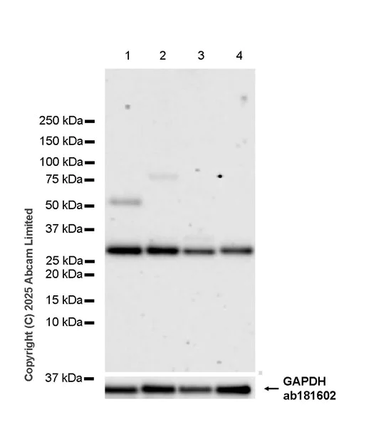 Western blot - Anti-Rad1 antibody [EPR29671-591] (AB324529)