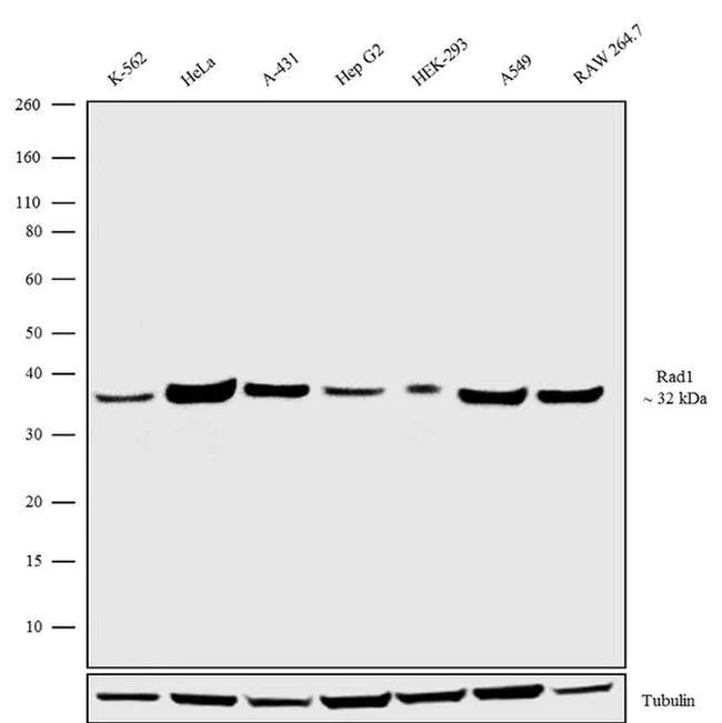 Western blot - Anti-Rad1 Antibody [RP23040152] (AB313458)