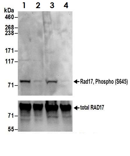 Western blot - Anti-Rad17 (phospho S645) antibody (AB3620), expandable thumbnail