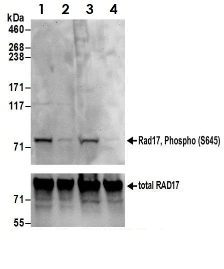 Western blot - Anti-Rad17 (phospho S645) antibody (AB3620)