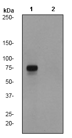 Western blot - Anti-Rad17 (phospho S645) antibody [EP1519Y] (AB75779)
