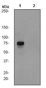 Western blot - Anti-Rad17 (phospho S645) antibody [EP1519Y] - BSA and Azide free (AB284716), expandable thumbnail