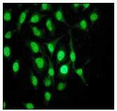 Immunocytochemistry/ Immunofluorescence - Anti-Rad17 (phospho S656) antibody [EPR3145] (AB76012)