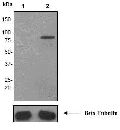 Western blot - Anti-Rad17 (phospho S656) antibody [EPR3145] - BSA and Azide free (AB247429)