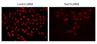 Immunocytochemistry/ Immunofluorescence - Anti-RAD18 antibody (AB188235)