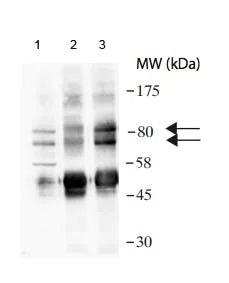 Immunoprecipitation - Anti-RAD18 antibody (AB188235)