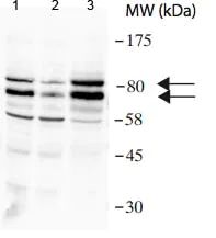 Western blot - Anti-RAD18 antibody (AB188235)