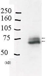 Western blot - Anti-RAD18 antibody (AB79763)