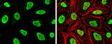 Immunocytochemistry/ Immunofluorescence - Anti-Rad21 antibody (AB154769)