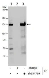 Anti-Rad21 antibody (ab154769) | Abcam