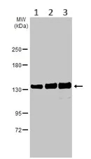 Western blot - Anti-Rad21 antibody (AB154769)