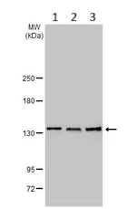 Western blot - Anti-Rad21 antibody (AB154769)