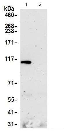 Immunoprecipitation - Anti-Rad21 antibody (AB992), expandable thumbnail