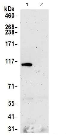 Immunoprecipitation - Anti-Rad21 antibody (AB992)
