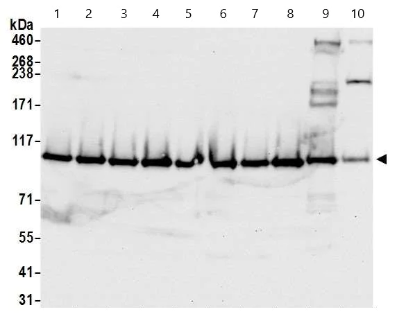 Western blot - Anti-Rad21 antibody (AB992)