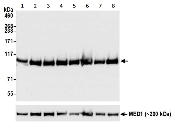 Western blot - Anti-Rad21 antibody [BLR052F] (AB243905)