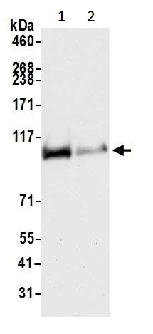 Western blot - Anti-Rad21 antibody [BLR052F] (AB243905)