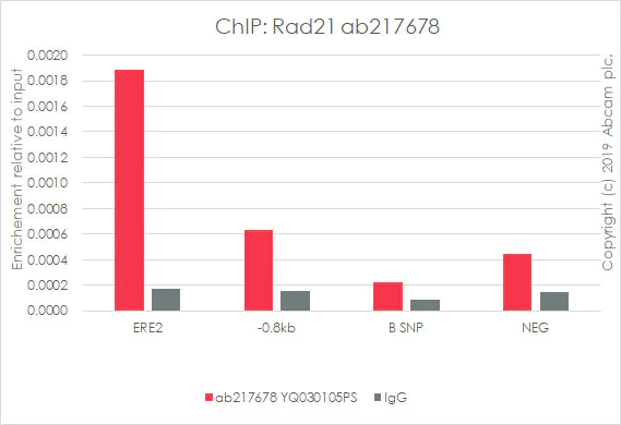 ChIP - Anti-Rad21 antibody [EPR22506-15] - BSA and Azide free (AB254483)