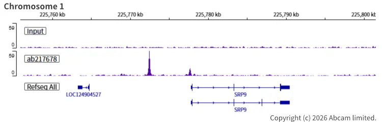 ChIP-sequencing - Anti-Rad21 antibody [EPR22506-15] - BSA and Azide free (AB254483)