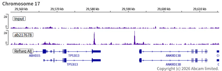 ChIP-sequencing - Anti-Rad21 antibody [EPR22506-15] - BSA and Azide free (AB254483)