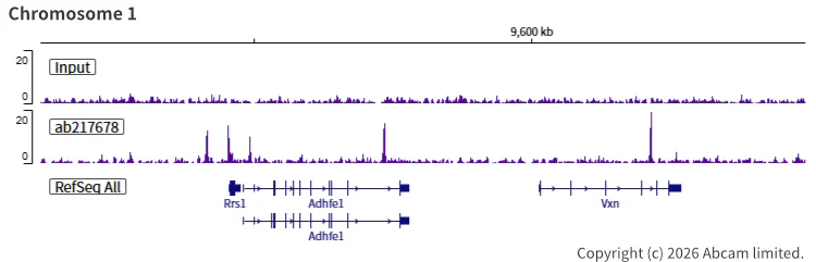 ChIP-sequencing - Anti-Rad21 antibody [EPR22506-15] - BSA and Azide free (AB254483)