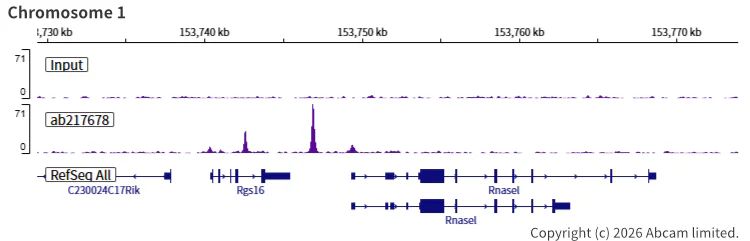 ChIP-sequencing - Anti-Rad21 antibody [EPR22506-15] - BSA and Azide free (AB254483)