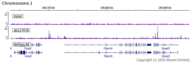 ChIP-sequencing - Anti-Rad21 antibody [EPR22506-15] - BSA and Azide free (AB254483)
