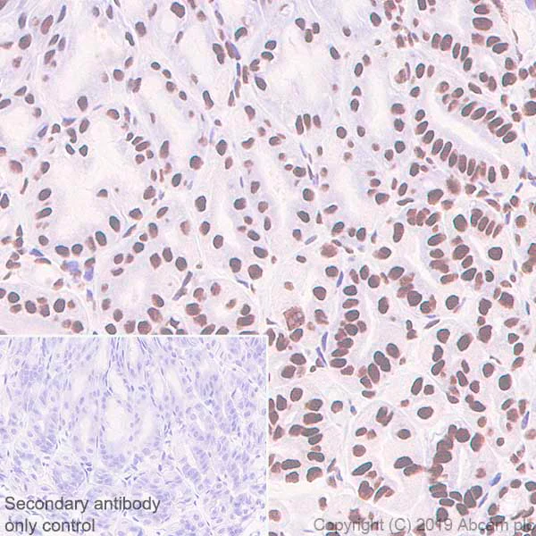 Immunohistochemistry (Formalin/PFA-fixed paraffin-embedded sections) - Anti-Rad21 antibody [EPR22506-15] - BSA and Azide free (AB254483)