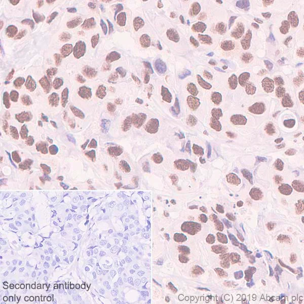 Immunohistochemistry (Formalin/PFA-fixed paraffin-embedded sections) - Anti-Rad21 antibody [EPR22506-15] - BSA and Azide free (AB254483)