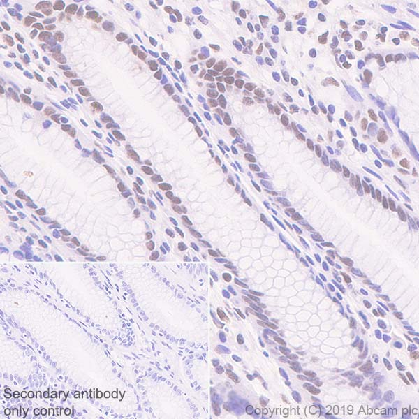 Immunohistochemistry (Formalin/PFA-fixed paraffin-embedded sections) - Anti-Rad21 antibody [EPR22506-15] - BSA and Azide free (AB254483)