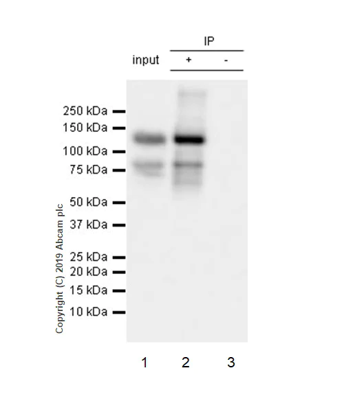 Immunoprecipitation - Anti-Rad21 antibody [EPR22506-15] - BSA and Azide free (AB254483)