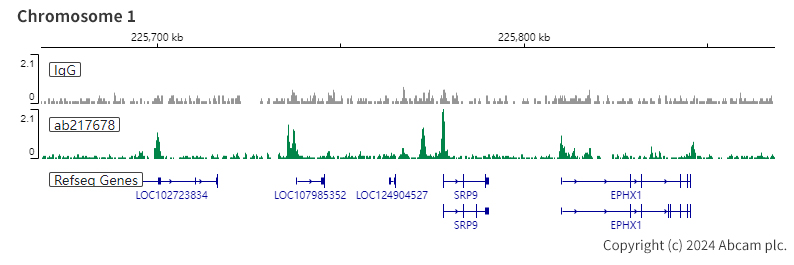 ChIC/CUT&RUN sequencing - Anti-Rad21 antibody [EPR22506-15] - ChIP Grade (ab217678), expandable thumbnail