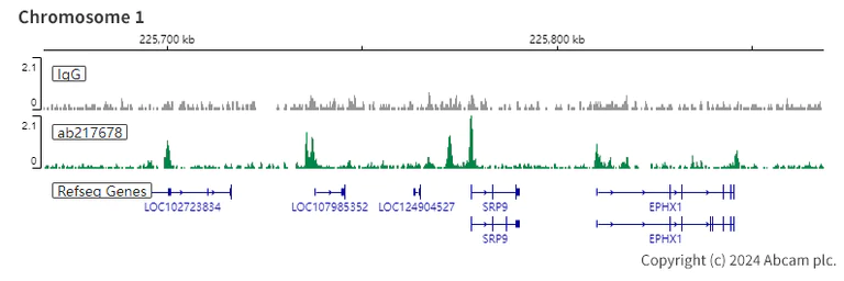 ChIC/CUT&RUN sequencing - Anti-Rad21 antibody [EPR22506-15] - ChIP Grade (AB217678)
