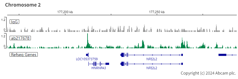 ChIC/CUT&RUN sequencing - Anti-Rad21 antibody [EPR22506-15] - ChIP Grade (ab217678), expandable thumbnail