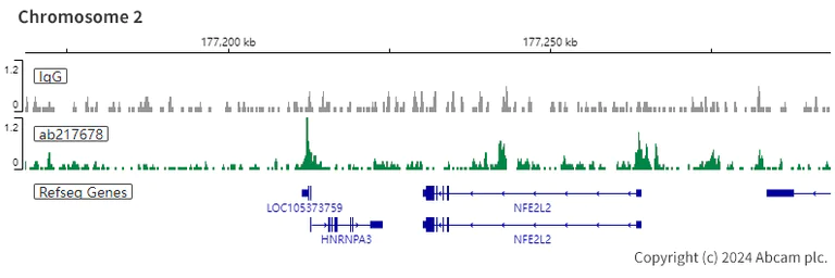 ChIC/CUT&RUN sequencing - Anti-Rad21 antibody [EPR22506-15] - ChIP Grade (AB217678)