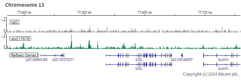 ChIC/CUT&RUN sequencing - Anti-Rad21 antibody [EPR22506-15] - ChIP Grade (ab217678), expandable thumbnail