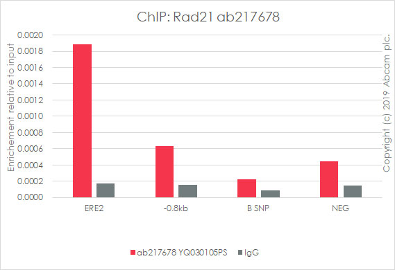 ChIP - Anti-Rad21 antibody [EPR22506-15] - ChIP Grade (AB217678), expandable thumbnail