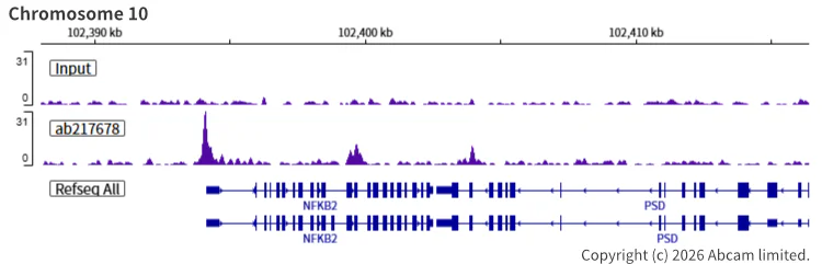 ChIP-sequencing - Anti-Rad21 antibody [EPR22506-15] - ChIP Grade (AB217678)