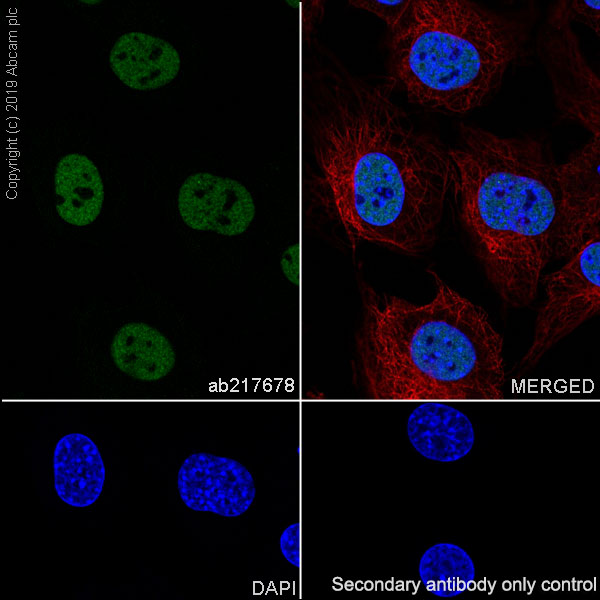 Immunocytochemistry/ Immunofluorescence - Anti-Rad21 antibody [EPR22506-15] - ChIP Grade (ab217678), expandable thumbnail