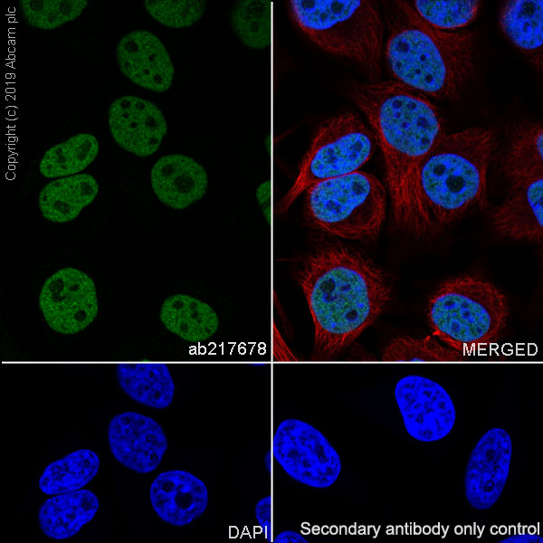Immunocytochemistry/ Immunofluorescence - Anti-Rad21 antibody [EPR22506-15] - ChIP Grade (ab217678), expandable thumbnail